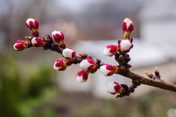 Tree branches with beautiful tiny flowers. Apple blossoms plenitude. Beautiful floral image of spring nature.