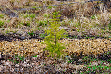 Young spruce tree sapling planted and growing in a clear-cut forest during early spring. Selective focus, background blur and foreground blur.
