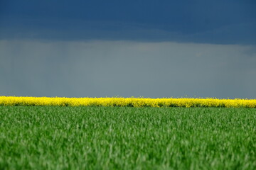 A rapeseed field in bloom with some blue clouds near Paris. Yvelines, France.