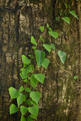 closeup the ripe green vine leaves with brown tree soft focus natural green brown background.