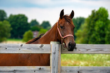 Horse at Wooden Fence
