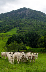 herd of oxen in the woods