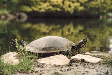 Obraz premium Painted turtle, basking, pond, water, amphibious reptile, colorful