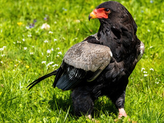 a jester has landed on a meadow