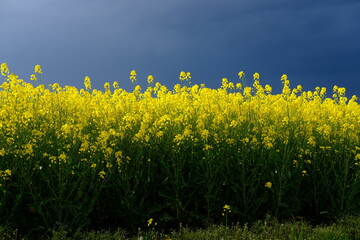 A rapeseed field in bloom with some blue clouds near Paris. Yvelines, France.