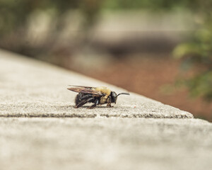 Carpenter Bee, standing still on concrete