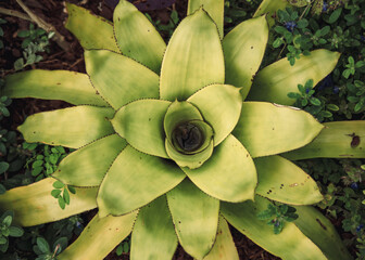 Bromeliad, center, petals, leaves, cactus garden