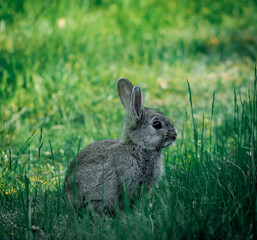 Wild bunny in the grass
