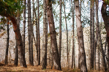 tree trunks in a mountain forest. spring walks 