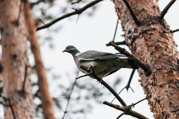 Pigeon on a branch