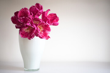 pinke Parrot Tulpen in weißer Vase
