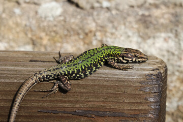 Echse, Eidechse, Reptil, Drache, Mauereidechse