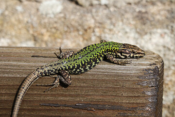 Echse, Eidechse, Reptil, Drache, Mauereidechse