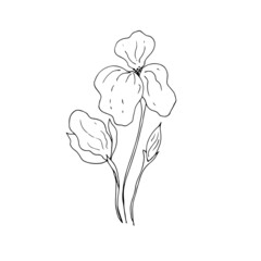 Iris flower. Sketch. Vector illustration.