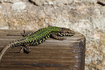 Echse, Eidechse, Reptil, Drache, Mauereidechse