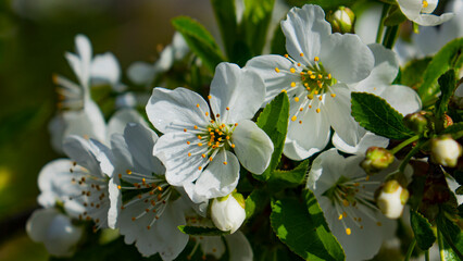 Nature, plants and flowers.