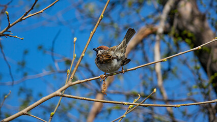 Gorobchik, bird.