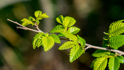 Nature, plants and flowers.