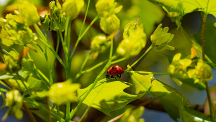 Ladybug.