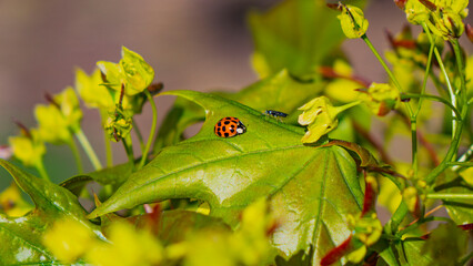 Ladybug.