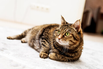 Fototapeta na wymiar Overweight Tabby Cat lies on the white floor