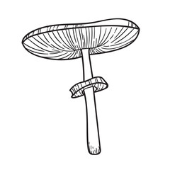 Vector mushroom illustration, botanical line art set