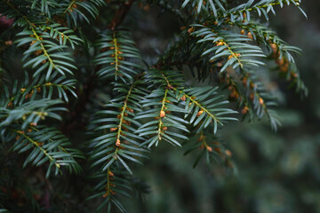 Yew dark green foliage and male flowers