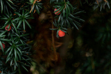 Taxus Baccata or European yew dark green foliage and bright red fruits