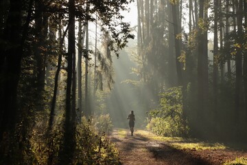 A man runs along a forest path on a foggy morning - 500979139