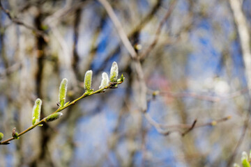 Close-up of a birch branch with young buds. The arrival of spring and warmth. The buds on the trees have blossomed. Cover for spring copyright.