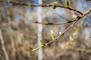 Close-up of a birch branch with young buds. The arrival of spring and warmth. The buds on the trees have blossomed. Cover for spring copyright.