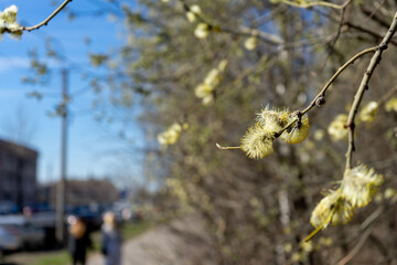 Close-up of a birch branch with young buds. The arrival of spring and warmth. The buds on the trees have blossomed. Cover for spring copyright.