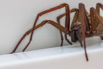 close up of a house angle spider