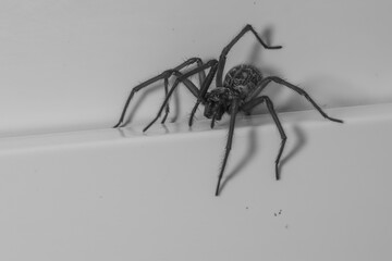 close up of a house angle spider