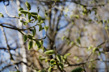 Close-up of a birch branch with young buds. The arrival of spring and warmth. The buds on the trees have blossomed. Cover for spring copyright.