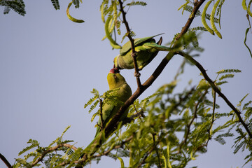 Moment of tenderness between a pair of rose-ringed parrots