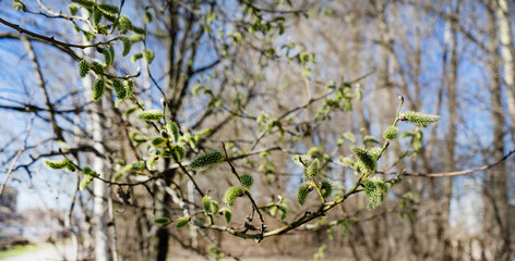 Close-up of a birch branch with young buds. The arrival of spring and warmth. The buds on the trees have blossomed. Cover for spring copyright.