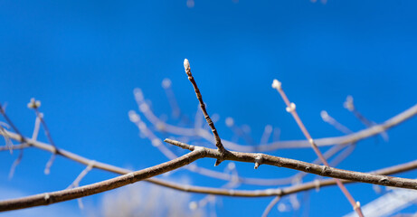 Close-up of a birch branch with young buds. The arrival of spring and warmth. The buds on the trees have blossomed. Cover for spring copyright.