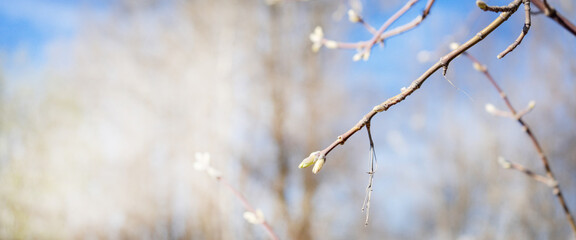 Close-up of a birch branch with young buds. The arrival of spring and warmth. The buds on the trees have blossomed. Cover for spring copyright.
