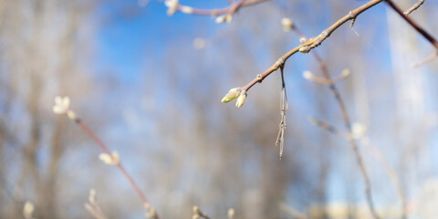 Close-up of a birch branch with young buds. The arrival of spring and warmth. The buds on the trees have blossomed. Cover for spring copyright.