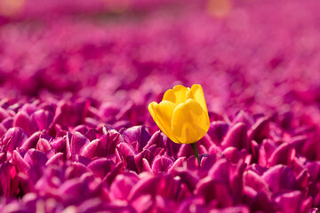 Rausragende gelbe Tulpe