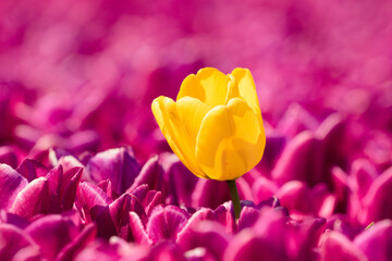 Tulpenfeld, aus der Masse stechen, einsam sein