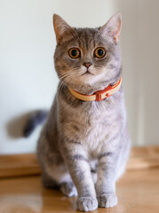 Portrait of beautiful purebred pussycat with shorthair and orange collar on neck, sitting on floor, reacting on camera flash and scared looking to light indoor