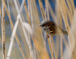 moineau domestique