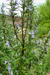 Close up of a flowering Rosemary herb (Salvia rosmarinus)