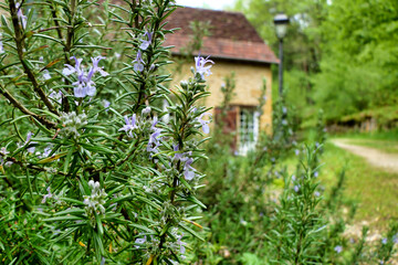 Fototapeta na wymiar Close up of a flowering Rosemary herb (Salvia rosmarinus) with a French gite in the background 