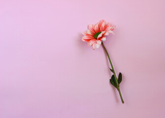 Pink chrysantemum flower on pink paper background - 500981337