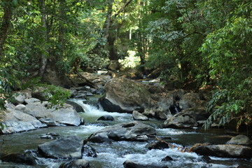 R&iacute;o en bosque