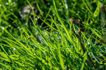 Bezaubernder Morgenstimmung auf einer Wiese. Die Nacht war frostig, eisig kalt: In der Sonne glitzern und funkeln tausende Wassertropfen als Morgentau auf Grashalmen. Eine schöne Makroaufnahme.