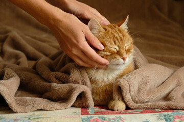 Sleeping cute ginger cat in a home bed. Woman stroking her cat. Domestic adult senior tabby cat having a rest. Pet therapy.